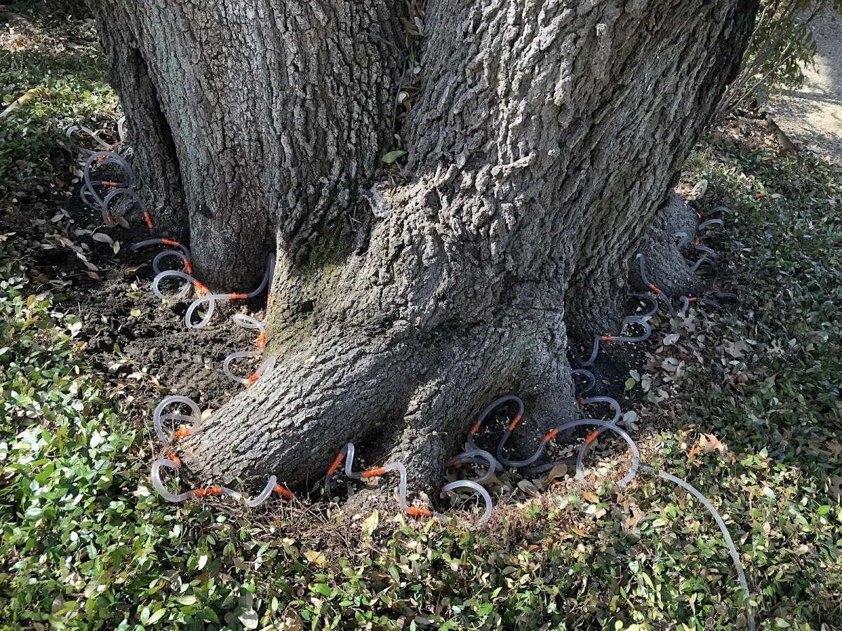 Detailed Tree Cabling and Bracing job site in Erwinna