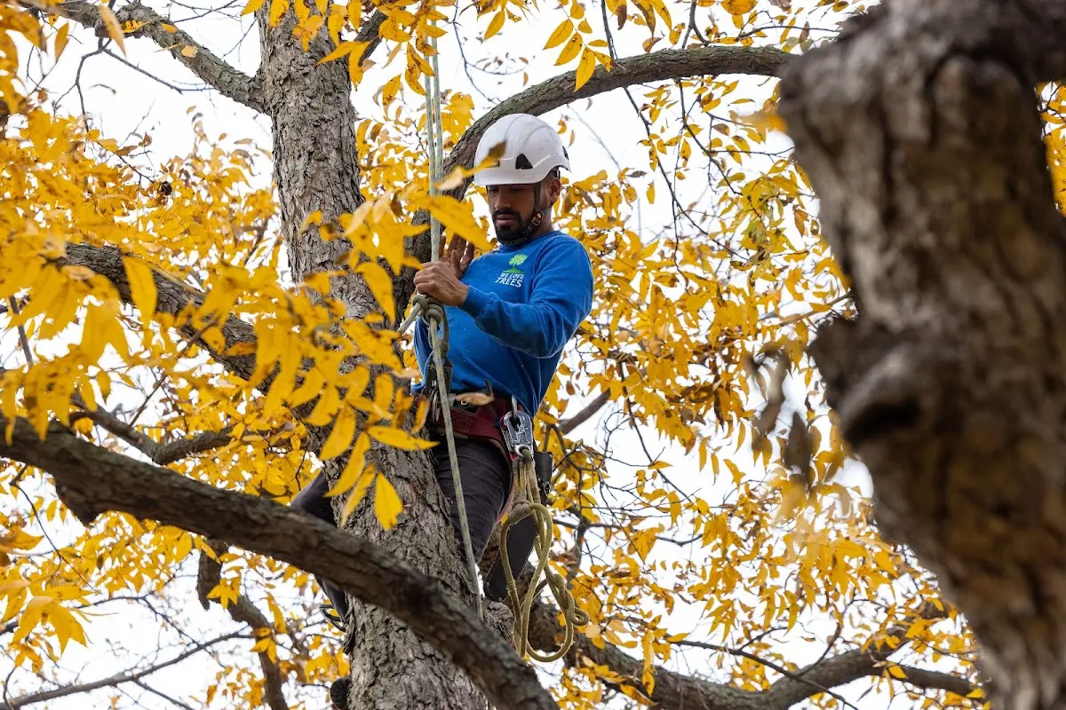 Skilled Tree Pruning crew working in Erwinna