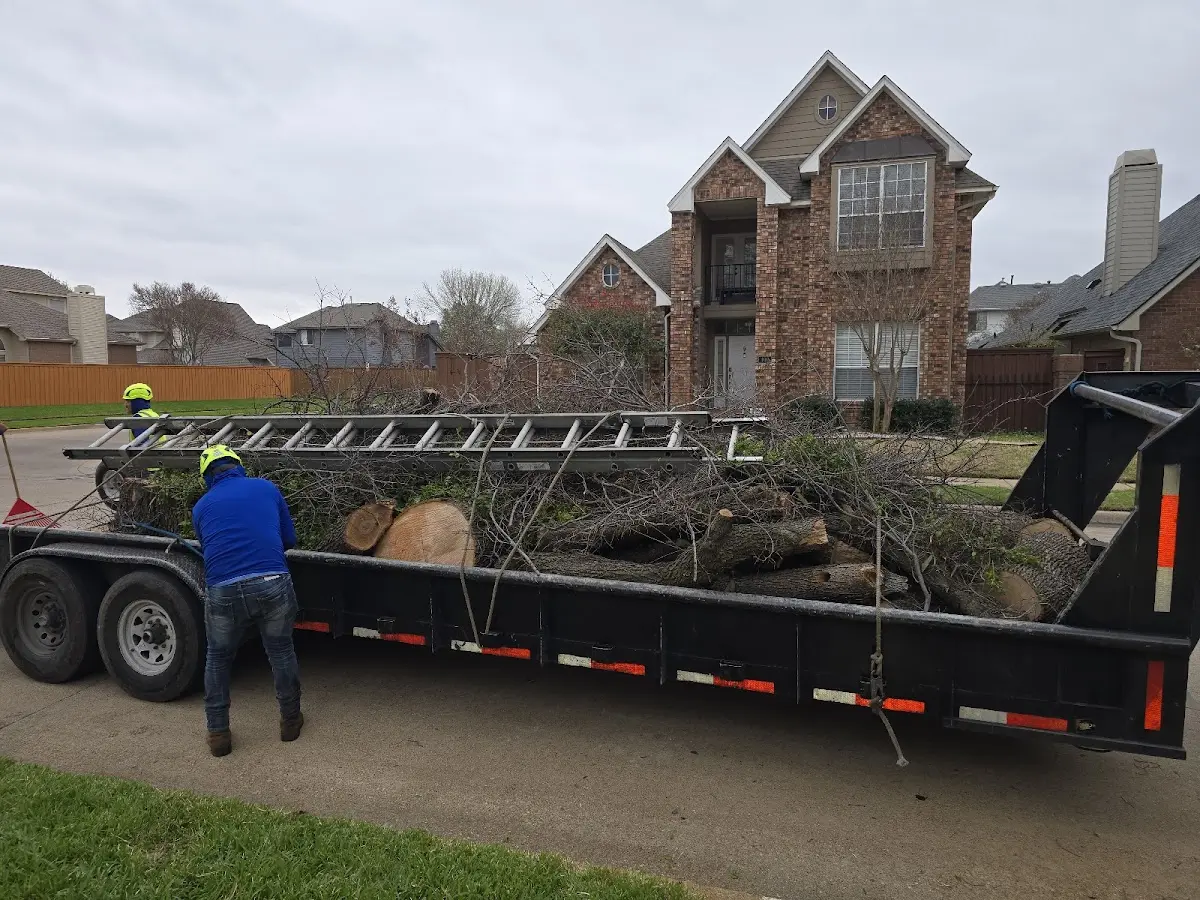Expert Tree Fertilization with proper safety equipment in Erwinna